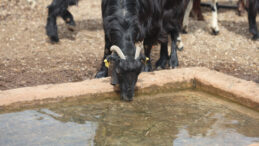 Yağmur suyunu i&ccedil;en 43 hayvan &ouml;ld&uuml;