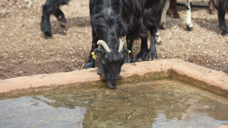 Yağmur suyunu i&ccedil;en 43 hayvan &ouml;ld&uuml;