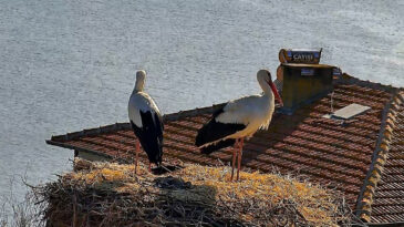Yaren Leylek, Nazlı&rsquo;ya Kavuştu