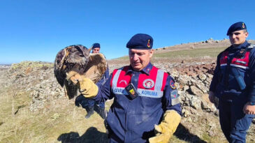 Yozgat&rsquo;ta yaralı halde bulunan puhu kurtarıldı