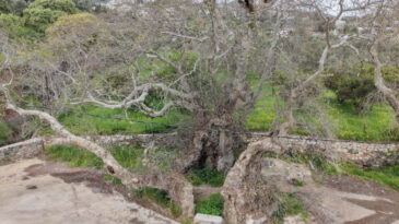 Y&uuml;r&uuml;y&uuml;ş yaparken fark etti: 2 bin yıllık &ccedil;ınar inceleniyor