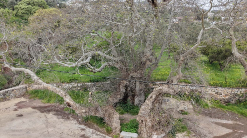 Y&uuml;r&uuml;y&uuml;ş yaparken fark etti: 2 bin yıllık &ccedil;ınar inceleniyor