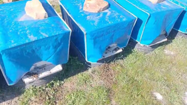 Y&uuml;zlerce arı kovanların &ouml;n&uuml;nde &ouml;l&uuml; bulundu