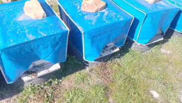 Y&uuml;zlerce arı kovanların &ouml;n&uuml;nde &ouml;l&uuml; bulundu