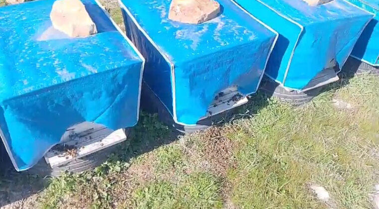 Y&uuml;zlerce arı kovanların &ouml;n&uuml;nde &ouml;l&uuml; bulundu