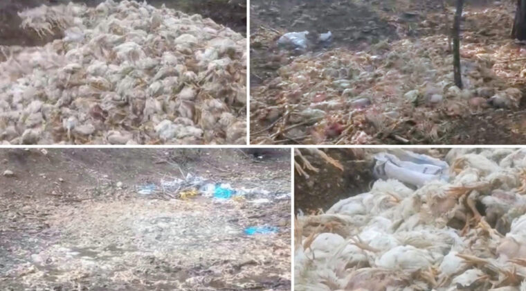 Y&uuml;zlerce Tavuk &Ouml;l&uuml;s&uuml; Ormana Atıldı