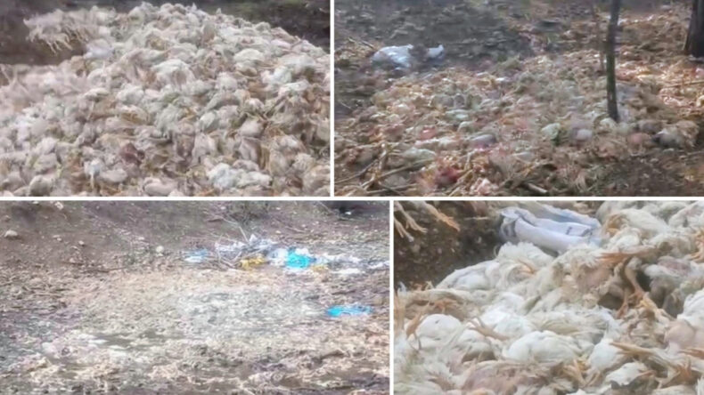 Y&uuml;zlerce Tavuk &Ouml;l&uuml;s&uuml; Ormana Atıldı