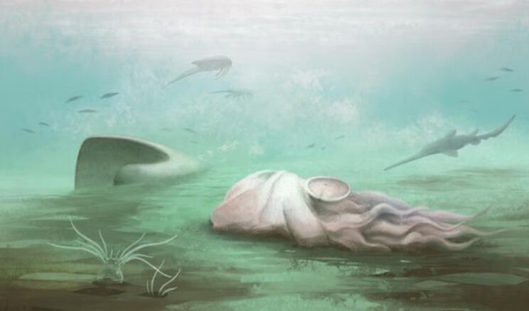 'D&uuml;nyanın en eski ahtapotu' aslında ahtapot değilmiş