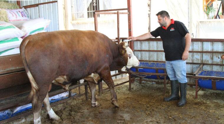 1 Ton 130 Kiloluk Kurbanlık Dana 450 Bin Liradan Satışa &Ccedil;ıkarıldı