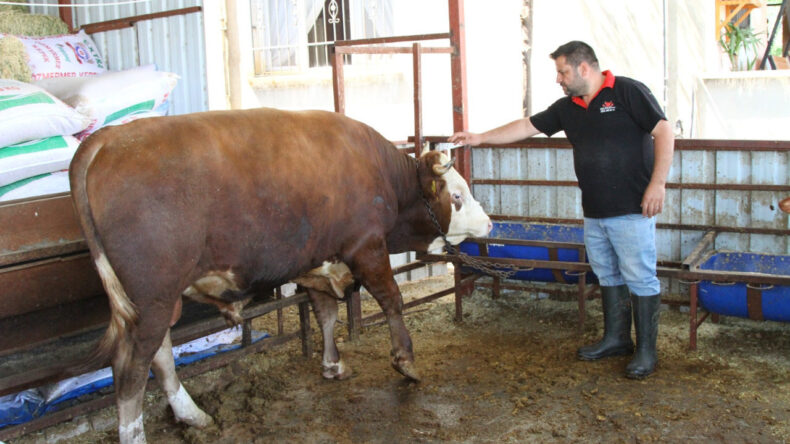 1 Ton 130 Kiloluk Kurbanlık Dana 450 Bin Liradan Satışa &Ccedil;ıkarıldı