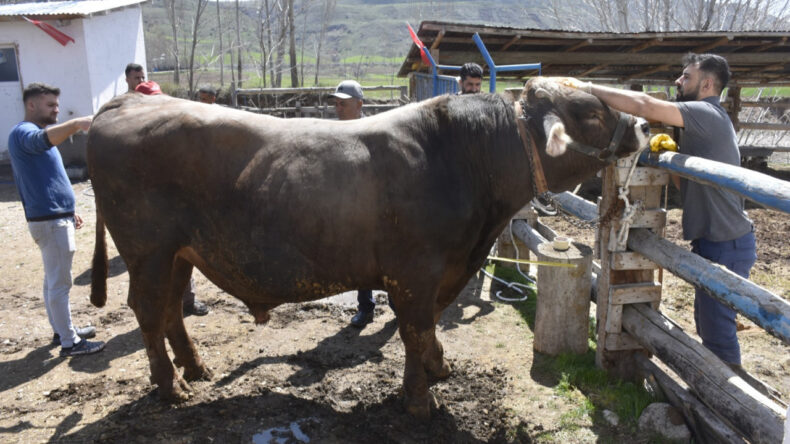 1 Ton Ağırlığında &lsquo;Poyraz&rsquo; Hem Ağırlığı Hem Fiyatıyla Ağızları A&ccedil;ık Bırakıyor