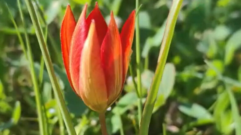 10 g&uuml;n yaşıyor, koparan araba parası &ouml;d&uuml;yor