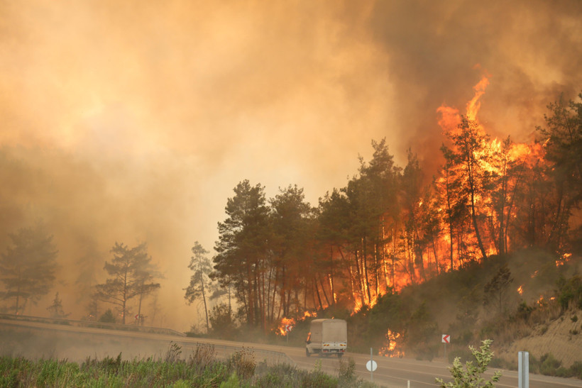 Zarar gören orman alanı