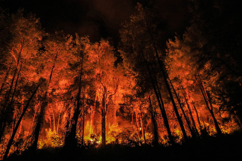 Kasıtlı orman yangını