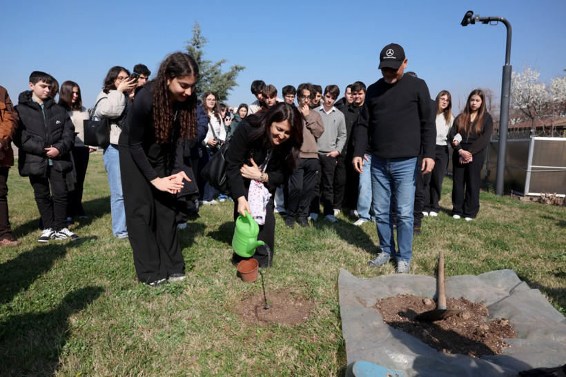 Yürüyen Köşk Çınarı