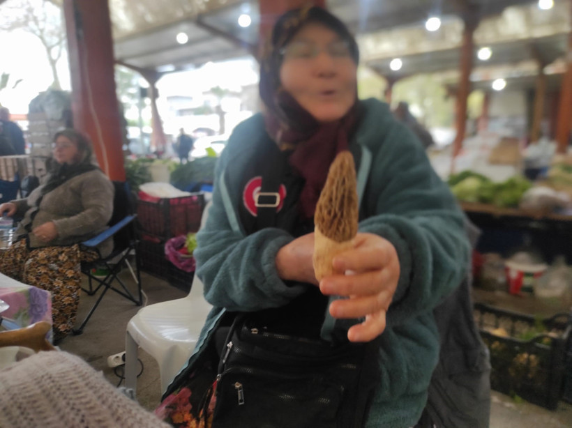 Kuzugöbeği mantarı