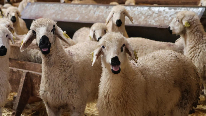 Küçükbaş hayvancılık