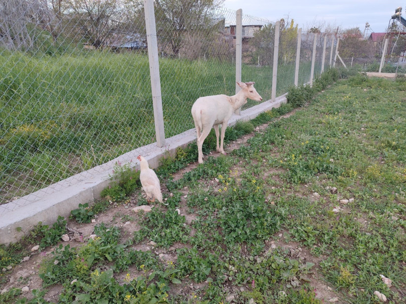 Bembeyaz alageyik bahçede