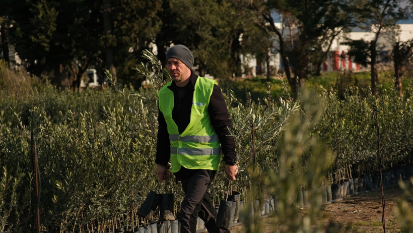 Ağaç Diken Deniz Seçer