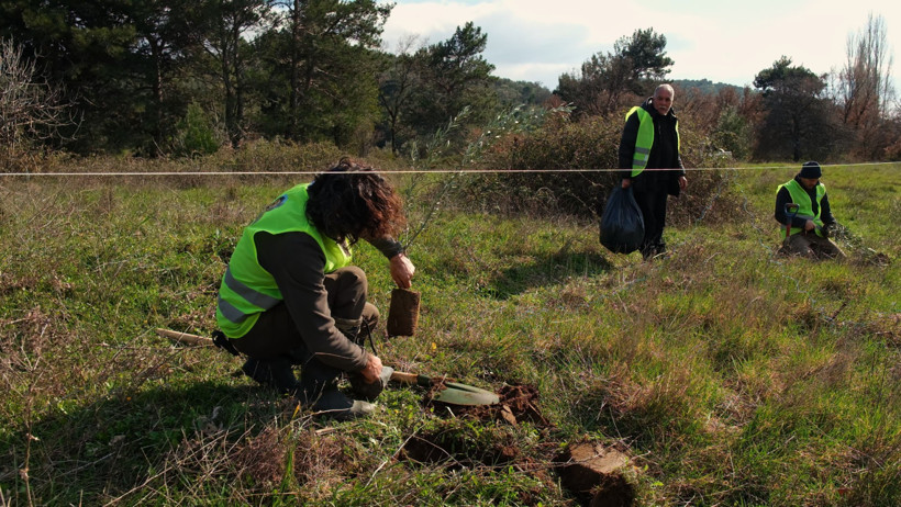Ağaç Diken Deniz Seçer