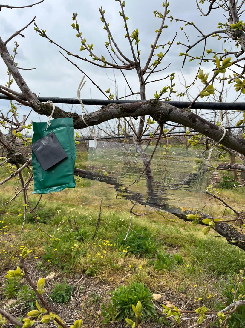 Kahverengi kokarca tuzakları