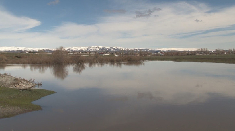 Sular altında kalan ağaçlar