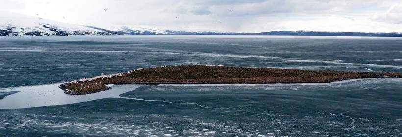 Çıldır Gölü Kuşlar