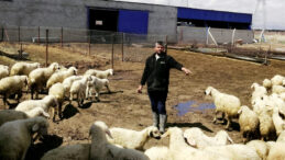 80 Bin Lira Maaşla &Ccedil;alıştıracak &Ccedil;oban Bulamıyorlar