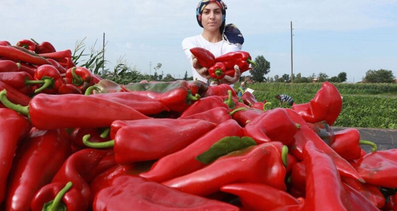 Adana'da 7 TL'ye Alınan Biber Diyarbakır'daki Markette 199,99 TL Oldu