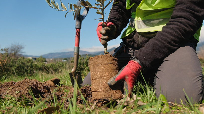 Ağaç Diken Deniz Seçer