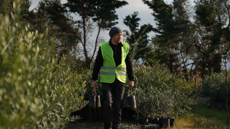 Ağa&ccedil; Adam'ın hedefi 1 milyon zeytin fidanı