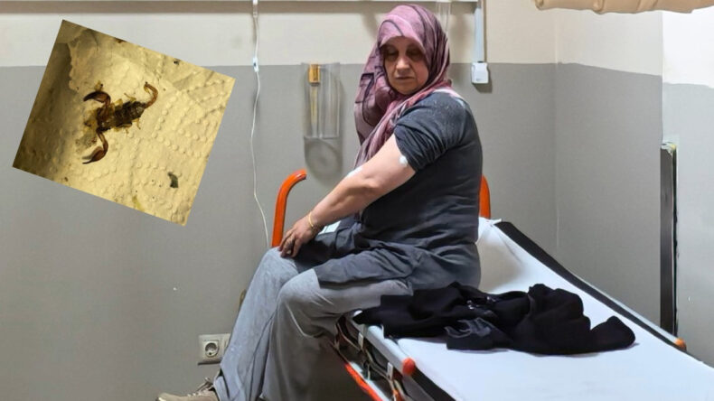 Akrebin Soktuğu Kadın Hastanelik Oldu