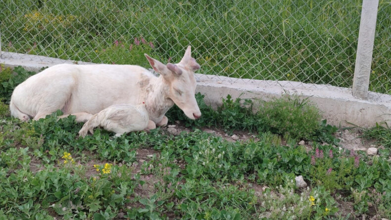 Alageyik Bah&ccedil;eye Geldi: G&ouml;renler Hayran Kaldı