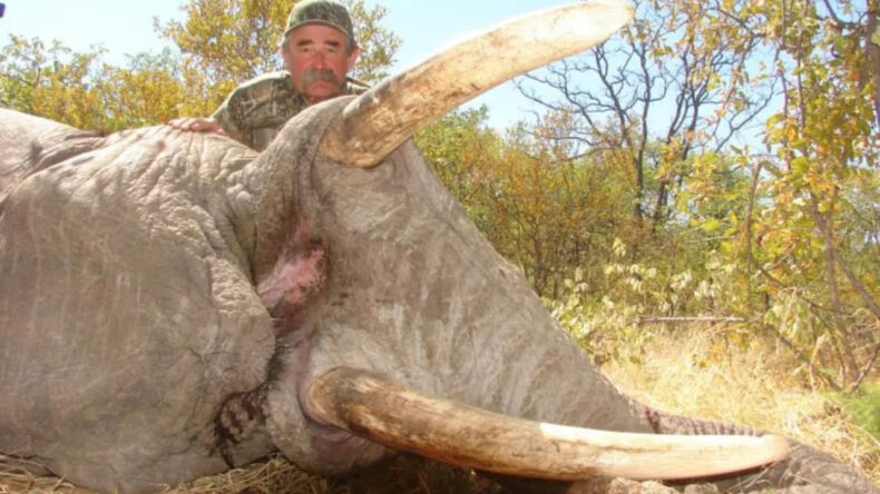 Avcıyken av oldu… Milyoner iş insanını filler ezdi