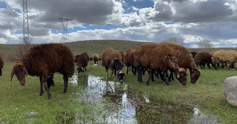 Yaylada çalışan çobanlar