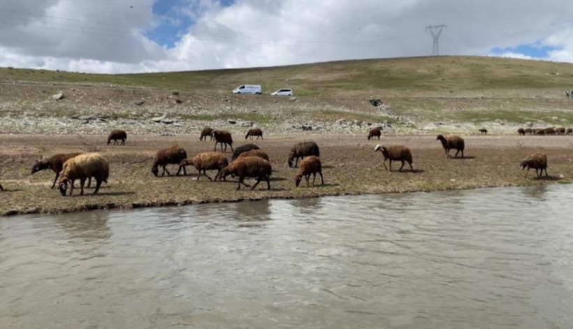 Zorlu şartlar altında çobanlık