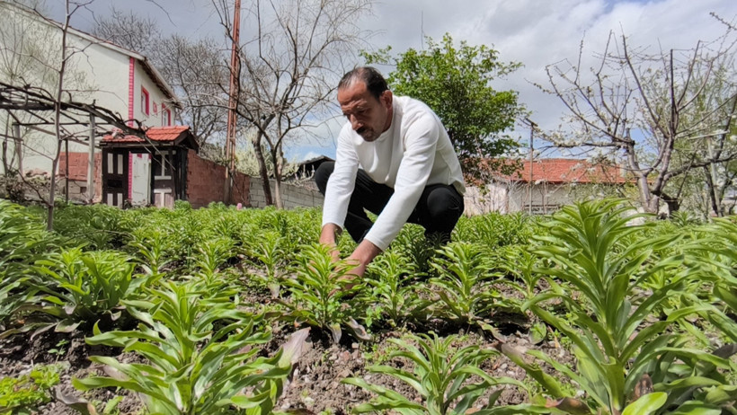 Akzambak Soğanları