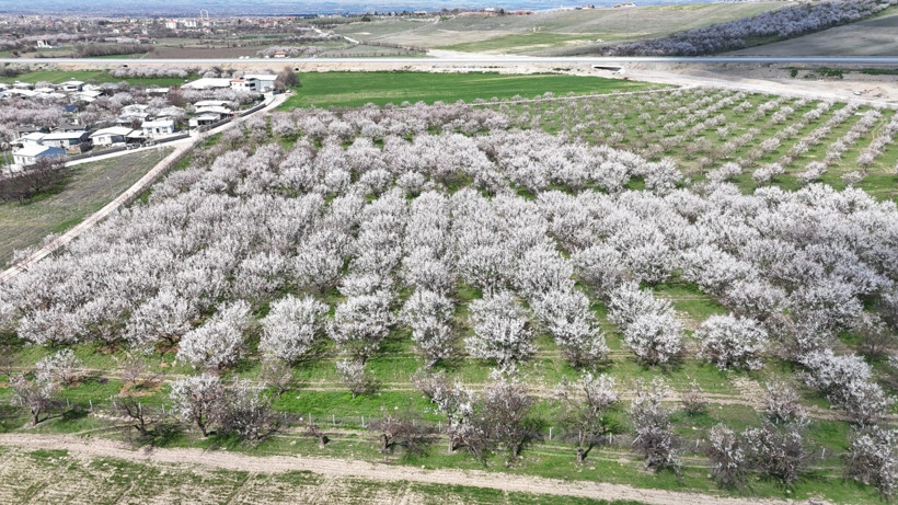 Kayısı Üretimi ile İlgili Uyarılar