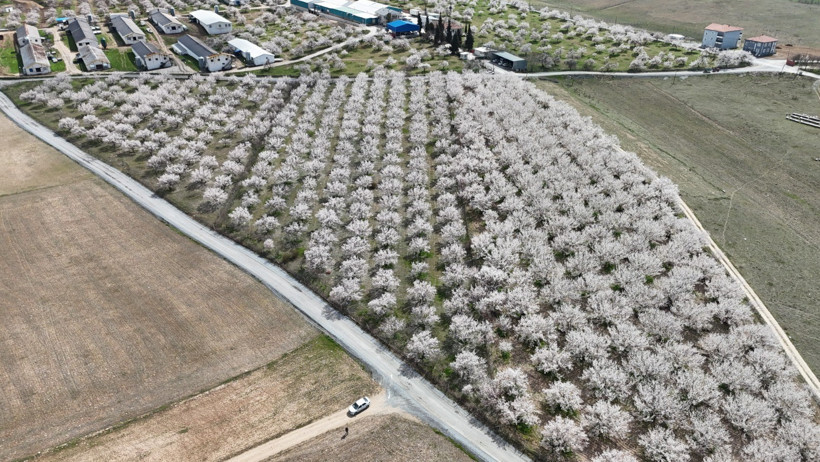 Kayısı Üretimi Süreci