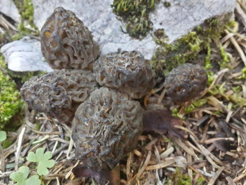 Kuzugöbeği mantarı toplama