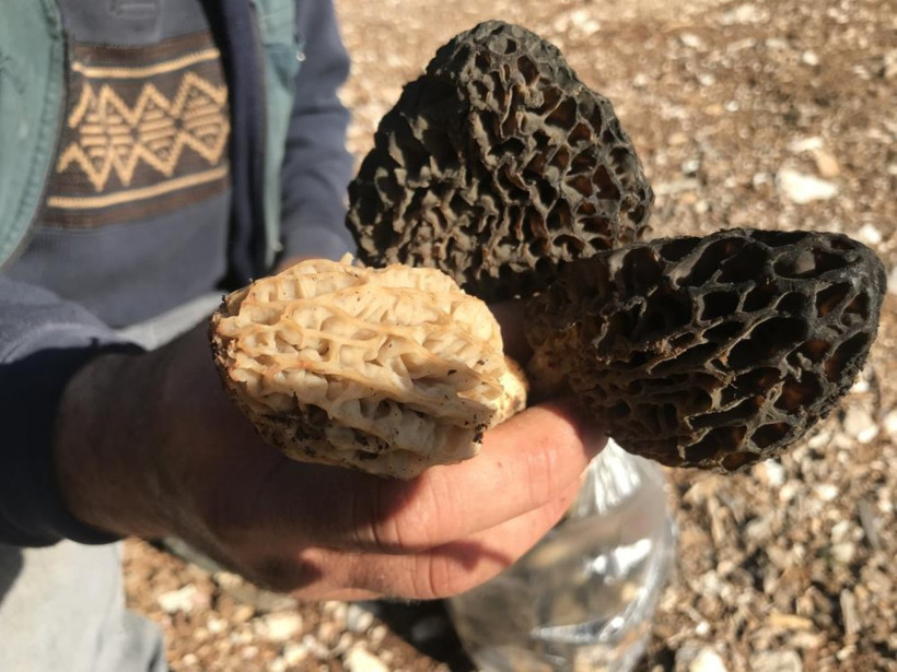 Kuzugöbeği mantarı toplama