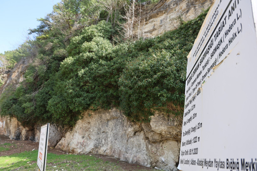 Bığbığ Orman Sarmaşığı