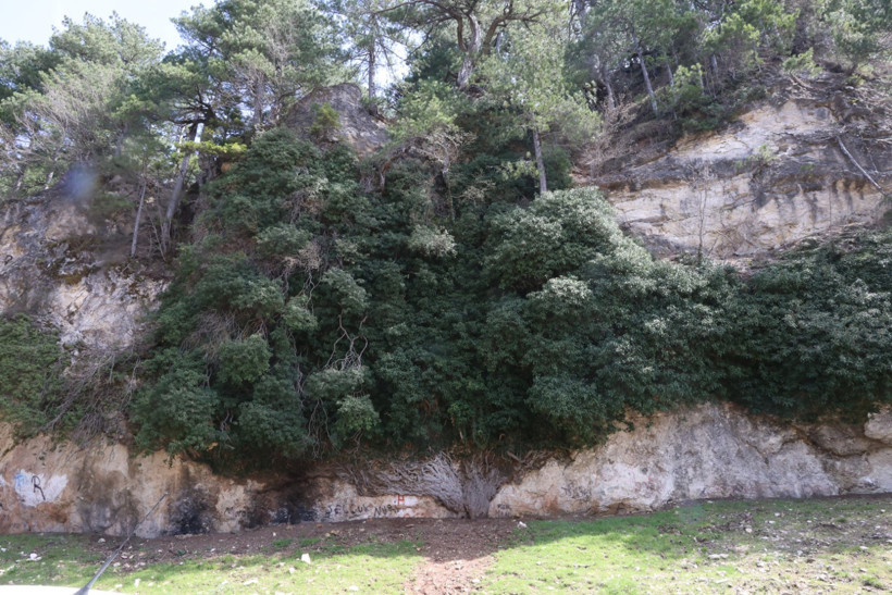 Baharda Bığbığ Orman Sarmaşığı