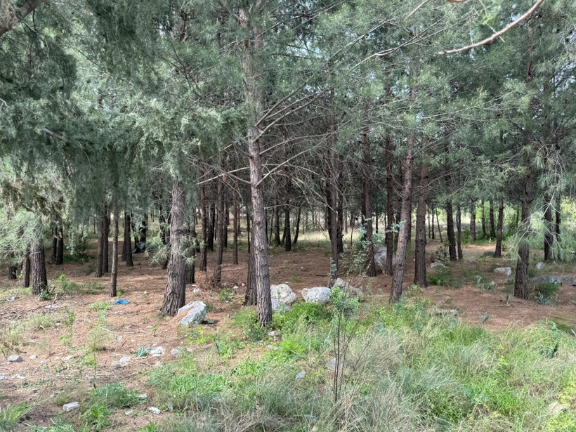 Zont ailesinin bulunduğu yer