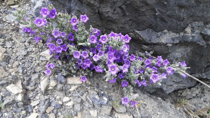 Sazlı'daki Küçük Çan Çiçekleri