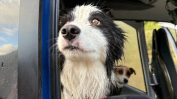 Bağış yağmıştı: Yaralı sahibini arayan k&ouml;peğin mucize kurtuluşu