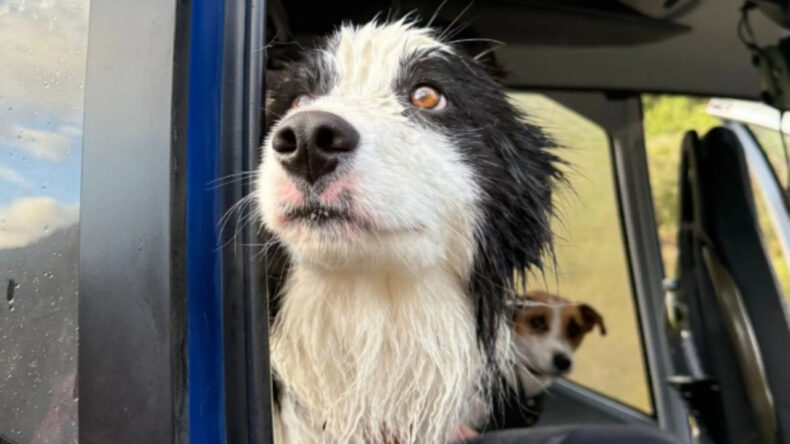 Bağış yağmıştı: Yaralı sahibini arayan k&ouml;peğin mucize kurtuluşu