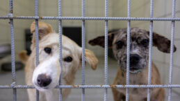 Bakan a&ccedil;ıkladı: Sokak hayvanlarının y&uuml;zde 75&rsquo;i toplandı