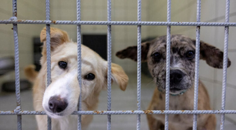 Bakan a&ccedil;ıkladı: Sokak hayvanlarının y&uuml;zde 75&rsquo;i toplandı