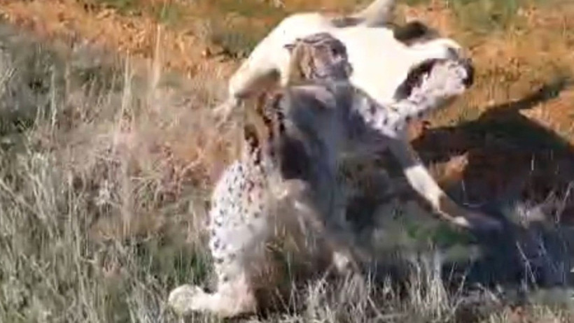 Vaşak ile köpek arasında kavga